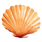 Seashell Oracle