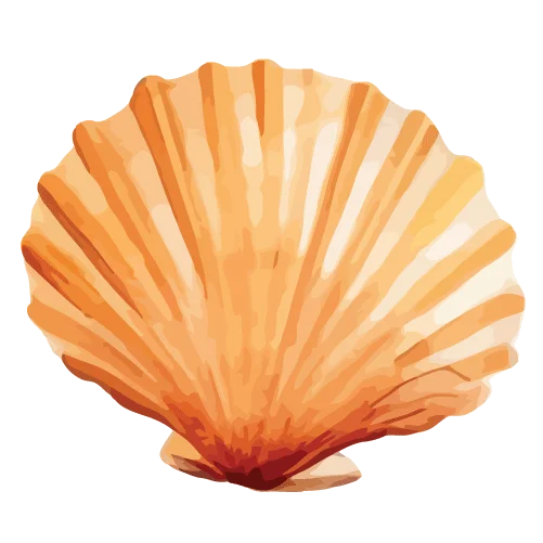 Seashell Oracle